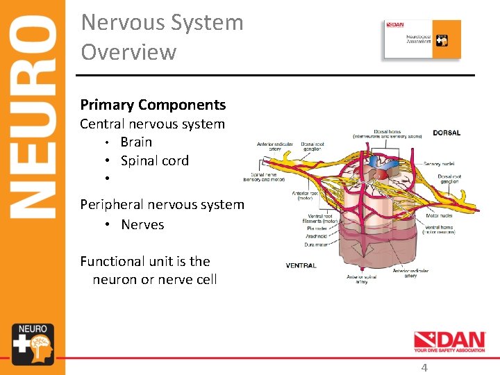 Nervous System Overview Primary Components Central nervous system • Brain • Spinal cord •