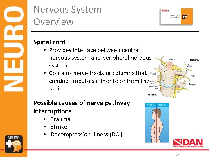 Nervous System Overview Spinal cord • Provides interface between central nervous system and peripheral