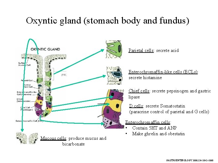 Oxyntic gland (stomach body and fundus) Parietal cells: secrete acid Enterochromaffin-like cells (ECLs): secrete