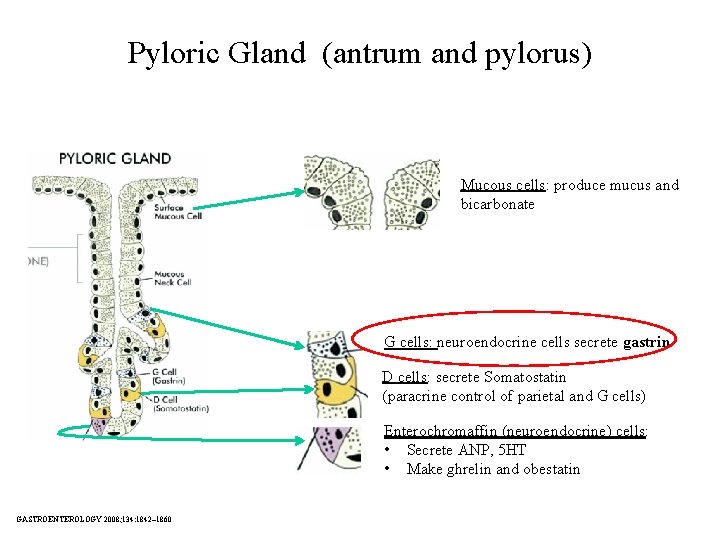 Pyloric Gland (antrum and pylorus) Mucous cells: produce mucus and bicarbonate G cells: neuroendocrine