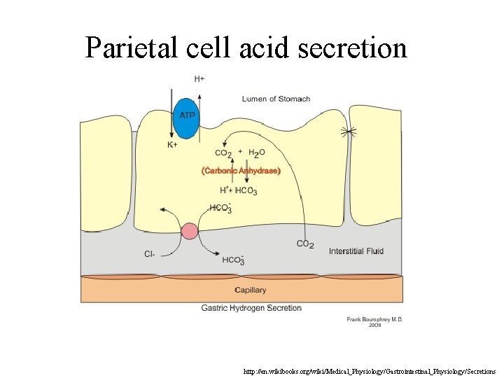 Parietal cell acid secretion http: //en. wikibooks. org/wiki/Medical_Physiology/Gastrointestinal_Physiology/Secretions 