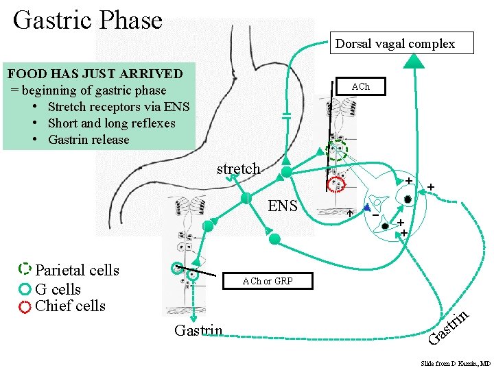 Gastric Phase Dorsal vagal complex FOOD HAS JUST ARRIVED = beginning of gastric phase
