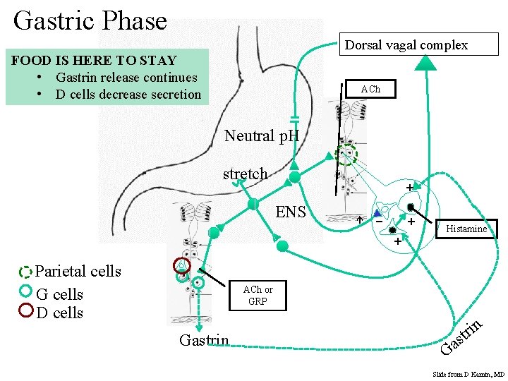 Gastric Phase Dorsal vagal complex FOOD IS HERE TO STAY • Gastrin release continues