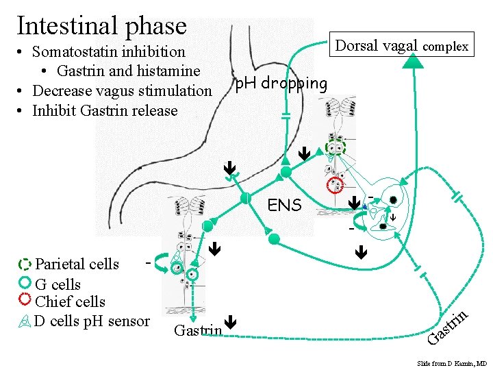 Intestinal phase • Somatostatin inhibition • Gastrin and histamine • Decrease vagus stimulation •