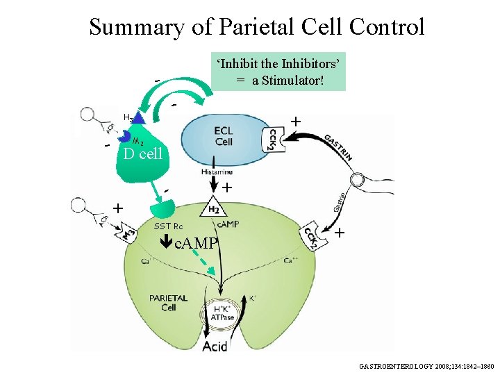 Summary of Parietal Cell Control ‘Inhibit the Inhibitors’ = a Stimulator! - H 3