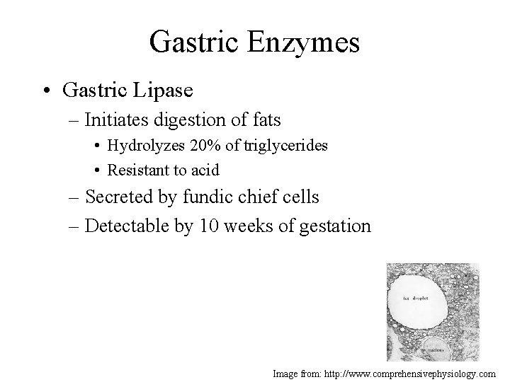 Gastric Enzymes • Gastric Lipase – Initiates digestion of fats • Hydrolyzes 20% of