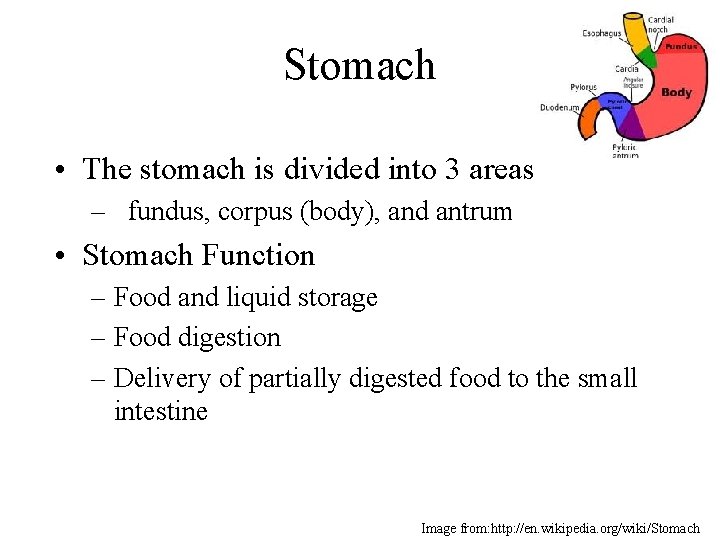 Stomach • The stomach is divided into 3 areas – fundus, corpus (body), and