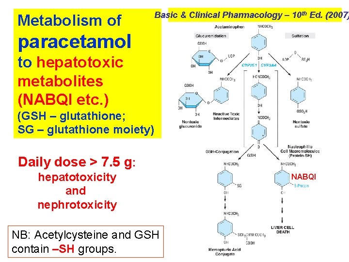 Metabolism of Basic & Clinical Pharmacology – 10 th Ed. (2007) paracetamol to hepatotoxic