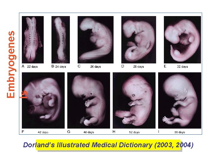 Embryogenes is Dorland’s Illustrated Medical Dictionary (2003, 2004) 