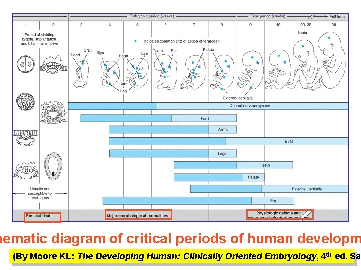 hematic diagram of critical periods of human developm (By Moore KL: The Developing Human: