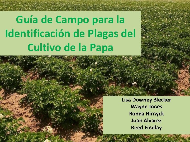 Guía de Campo para la Identificación de Plagas del Cultivo de la Papa Lisa