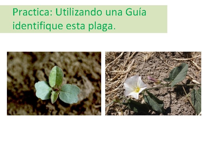 Practica: Utilizando una Guía identifique esta plaga. 