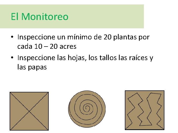 El Monitoreo • Inspeccione un mínimo de 20 plantas por cada 10 – 20