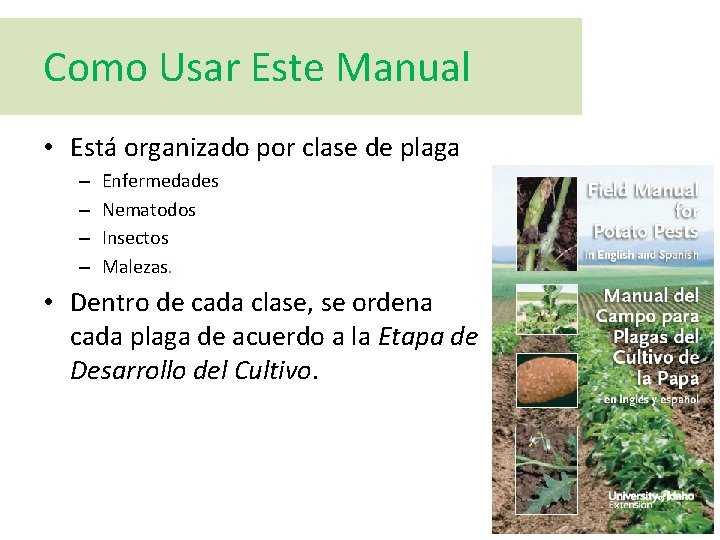 Como Usar Este Manual • Está organizado por clase de plaga – – Enfermedades