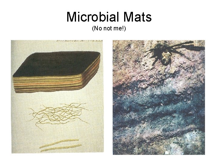 Microbial Mats (No not me!) 