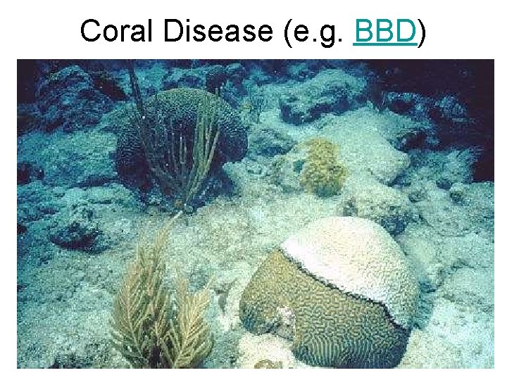 Coral Disease (e. g. BBD) 