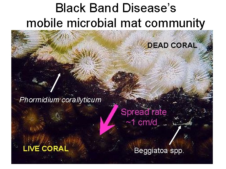 Black Band Disease’s mobile microbial mat community DEAD CORAL Phormidium corallyticum Spread rate ~1