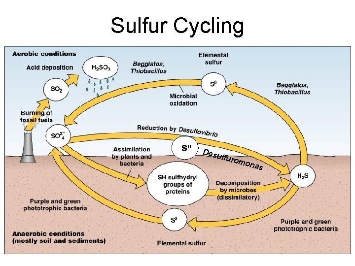 Sulfur Cycling Sº Desu lfuro mon as 