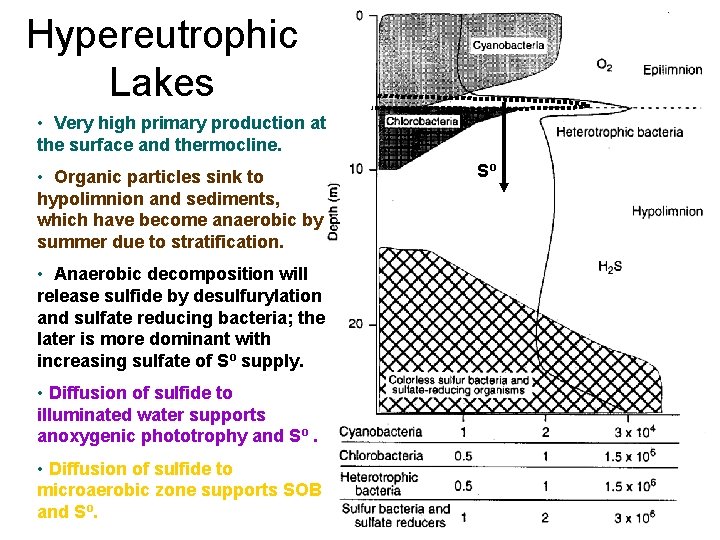 Hypereutrophic Lakes • Very high primary production at the surface and thermocline. • Organic