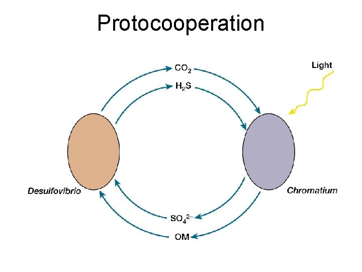 Protocooperation 