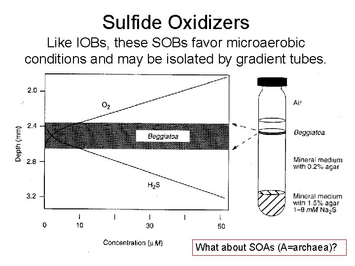 Sulfide Oxidizers Like IOBs, these SOBs favor microaerobic conditions and may be isolated by