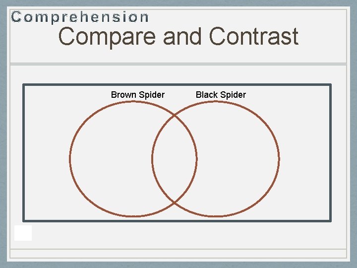 Compare and Contrast Brown Spider Black Spider 