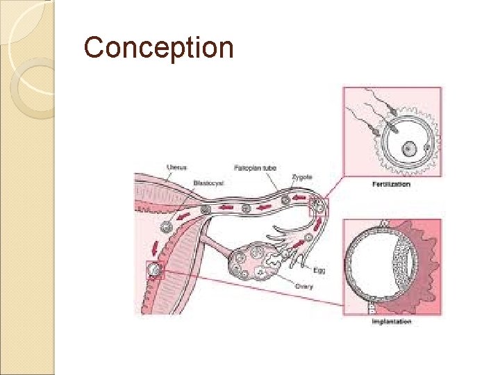 Prenatal Development The Developing Baby Conception The process