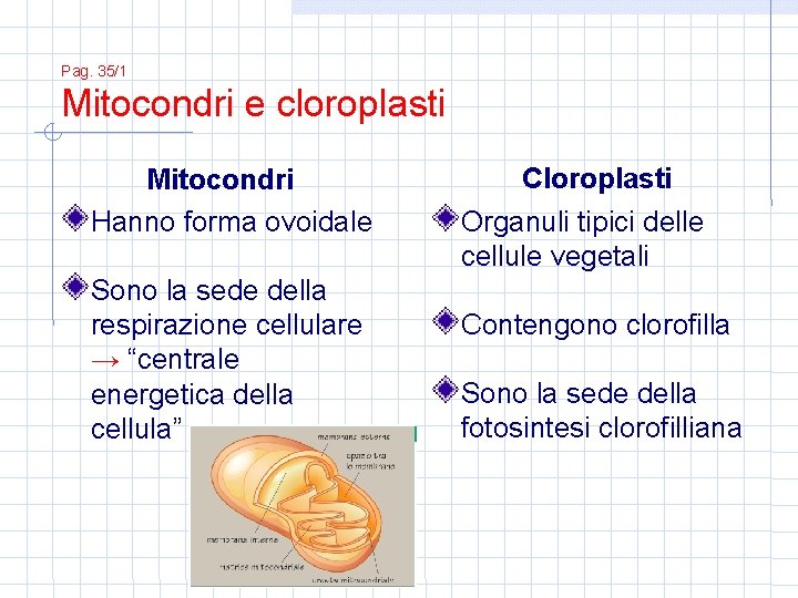 Pag. 35/1 Mitocondri e cloroplasti Mitocondri Hanno forma ovoidale Sono la sede della respirazione