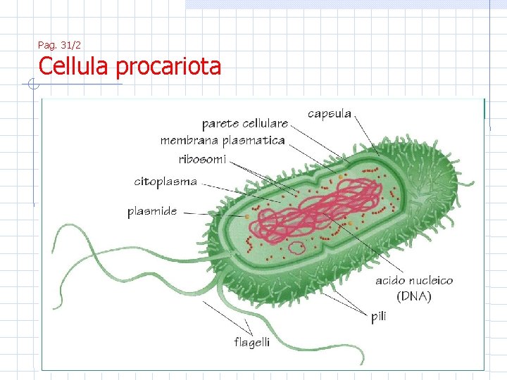 Pag. 31/2 Cellula procariota 