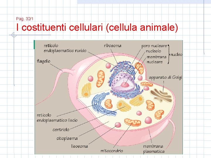 Pag. 32/1 I costituenti cellulari (cellula animale) 