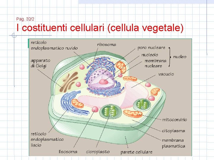 Pag. 32/2 I costituenti cellulari (cellula vegetale) 