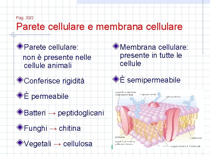 Pag. 33/2 Parete cellulare e membrana cellulare Parete cellulare: non è presente nelle cellule