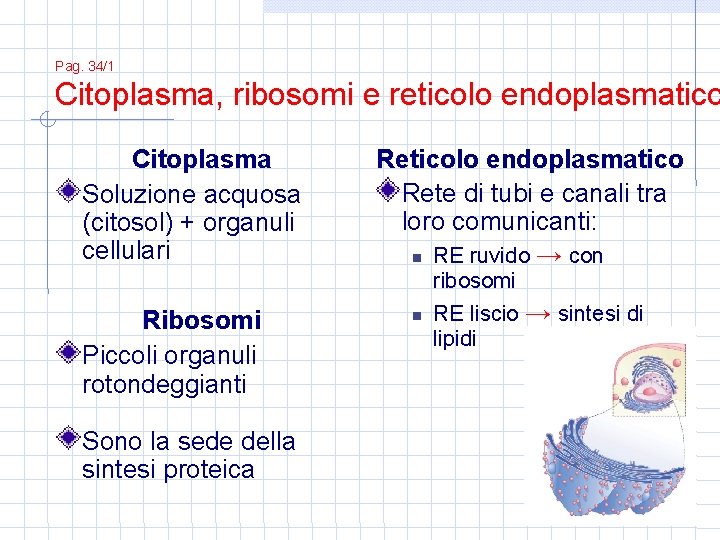 Pag. 34/1 Citoplasma, ribosomi e reticolo endoplasmatico Citoplasma Soluzione acquosa (citosol) + organuli cellulari