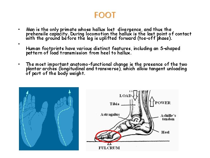 FOOT • • • Man is the only primate whose hallux lost divergence, and