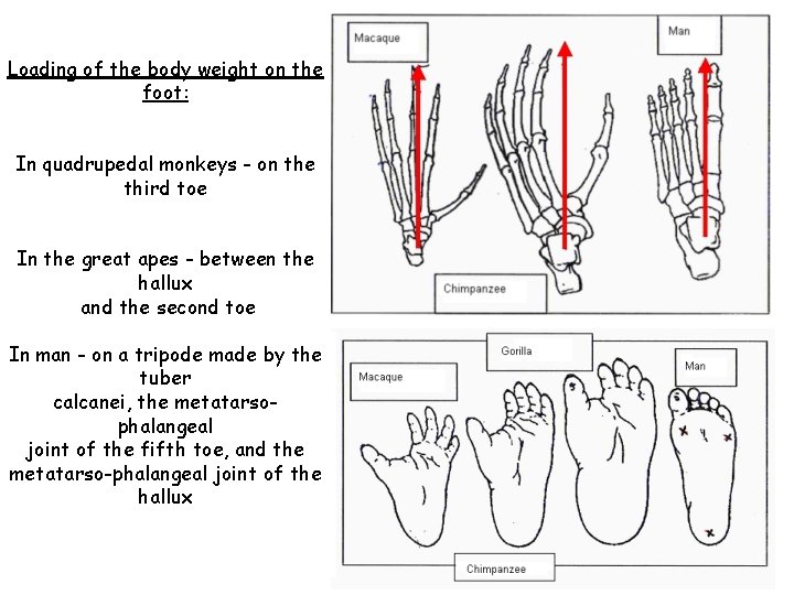 Loading of the body weight on the foot: In quadrupedal monkeys - on the
