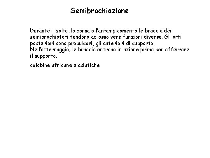 Semibrachiazione Durante il salto, la corsa o l’arrampicamento le braccia dei semibrachiatori tendono ad