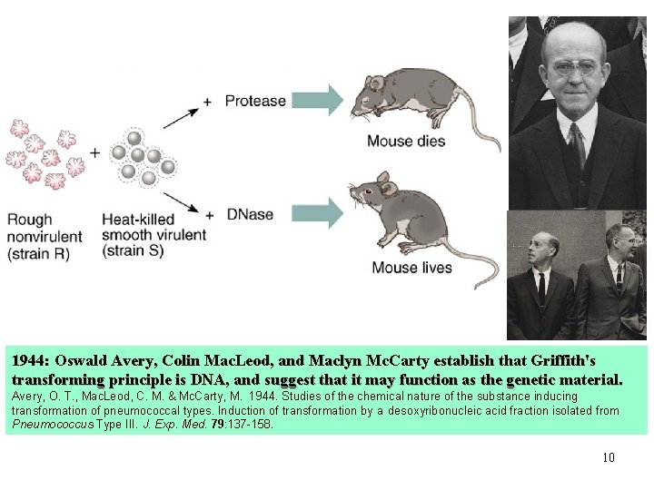 1944: Oswald Avery, Colin Mac. Leod, and Maclyn Mc. Carty establish that Griffith's transforming