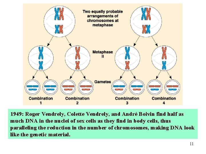 1949: Roger Vendrely, Colette Vendrely, and André Boivin find half as much DNA in