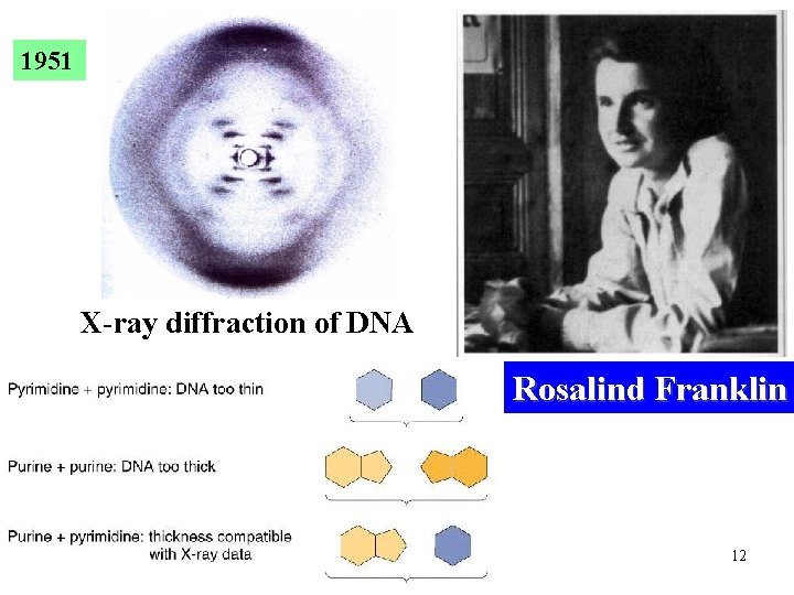 1951 X-ray diffraction of DNA Rosalind Franklin 12 