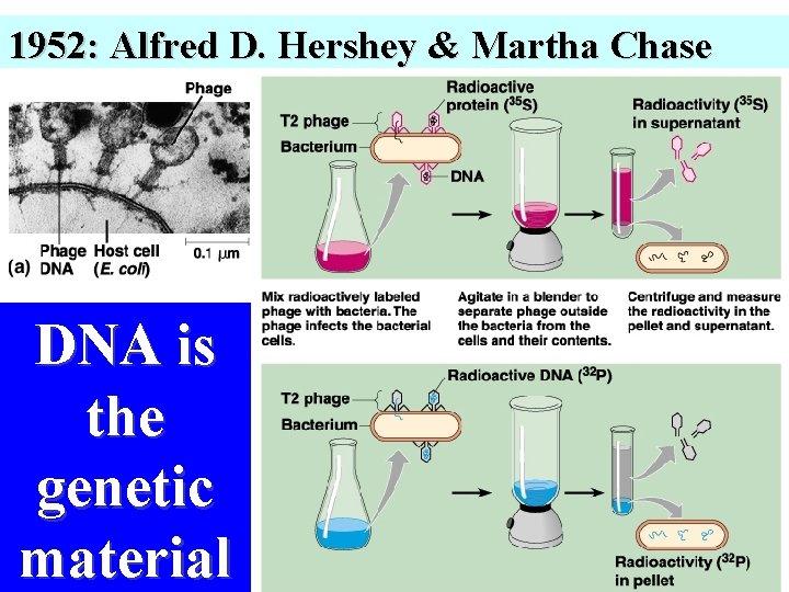 1952: Alfred D. Hershey & Martha Chase DNA is the genetic material 13 