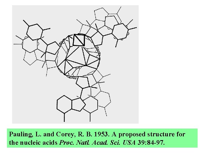 Pauling, L. and Corey, R. B. 1953. A proposed structure for the nucleic acids