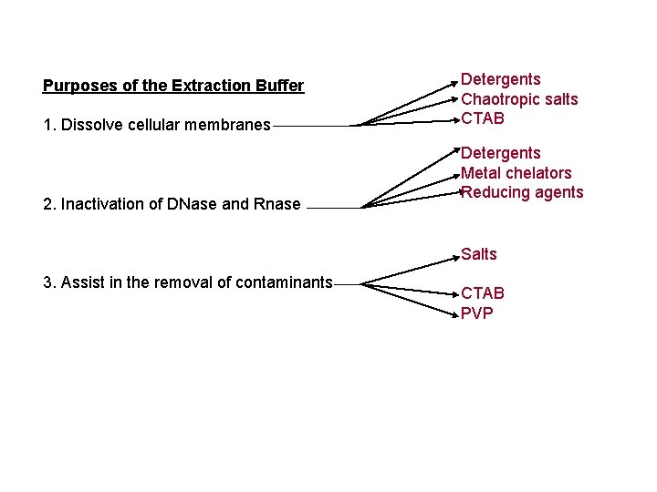 Purposes of the Extraction Buffer 1. Dissolve cellular membranes 2. Inactivation of DNase and