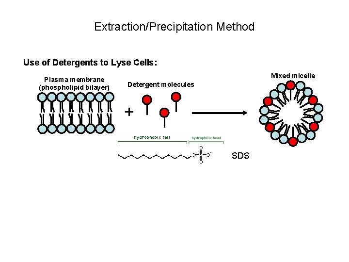 Extraction/Precipitation Method Use of Detergents to Lyse Cells: Plasma membrane (phospholipid bilayer) Mixed micelle