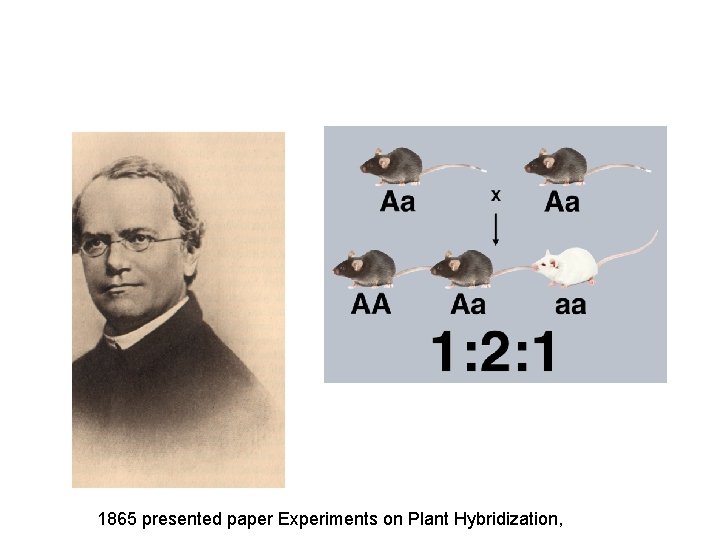 1865 presented paper Experiments on Plant Hybridization, 