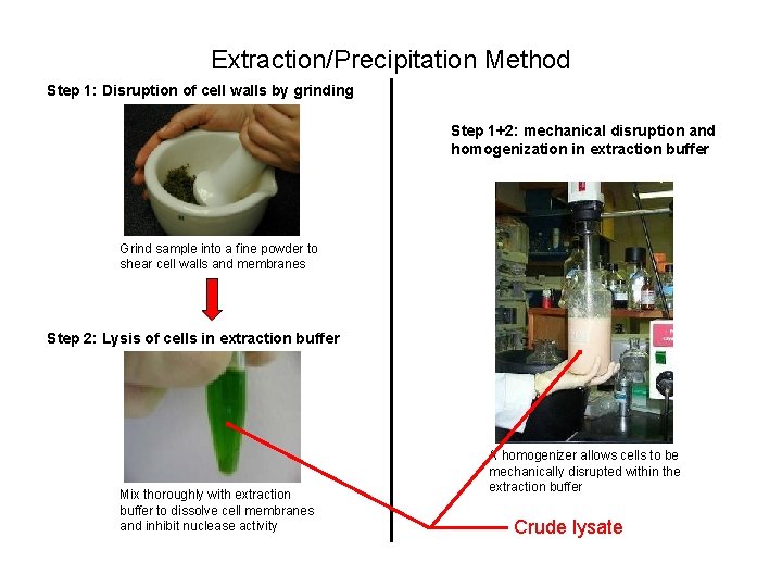 Extraction/Precipitation Method Step 1: Disruption of cell walls by grinding Step 1+2: mechanical disruption