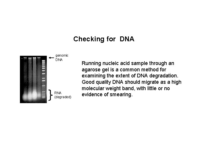 Checking for DNA genomic DNA RNA (degraded) Running nucleic acid sample through an agarose