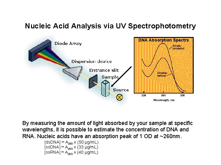 Nucleic Acid Analysis via UV Spectrophotometry DNA Absorption Spectra By measuring the amount of