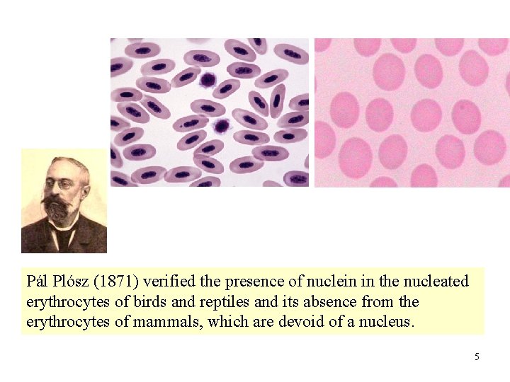 Pál Plósz (1871) verified the presence of nuclein in the nucleated erythrocytes of birds