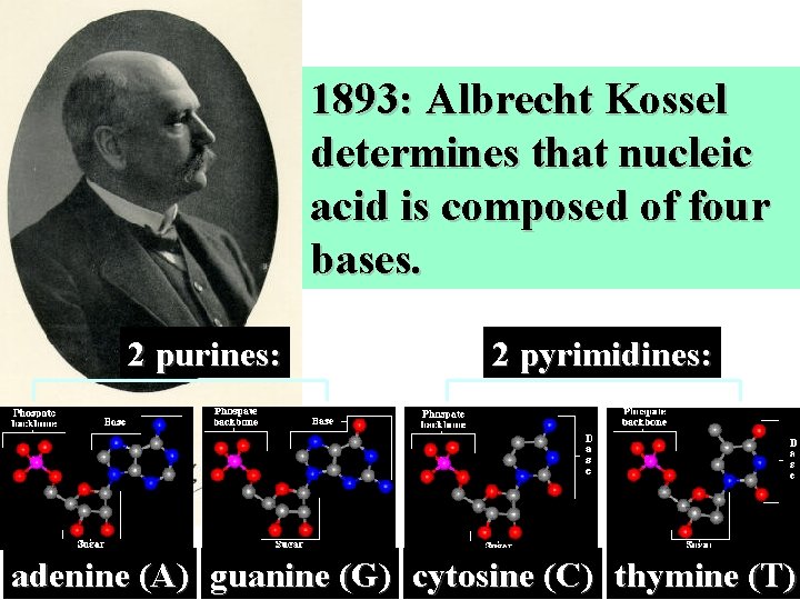 1893: Albrecht Kossel determines that nucleic acid is composed of four bases. 2 purines: