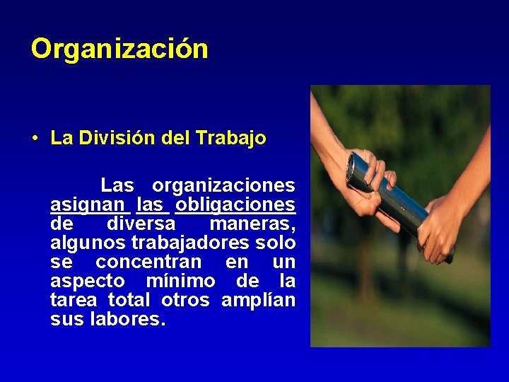 Organización • La División del Trabajo Las organizaciones asignan las obligaciones de diversa maneras, Organización • La División del Trabajo Las organizaciones asignan las obligaciones de diversa maneras,